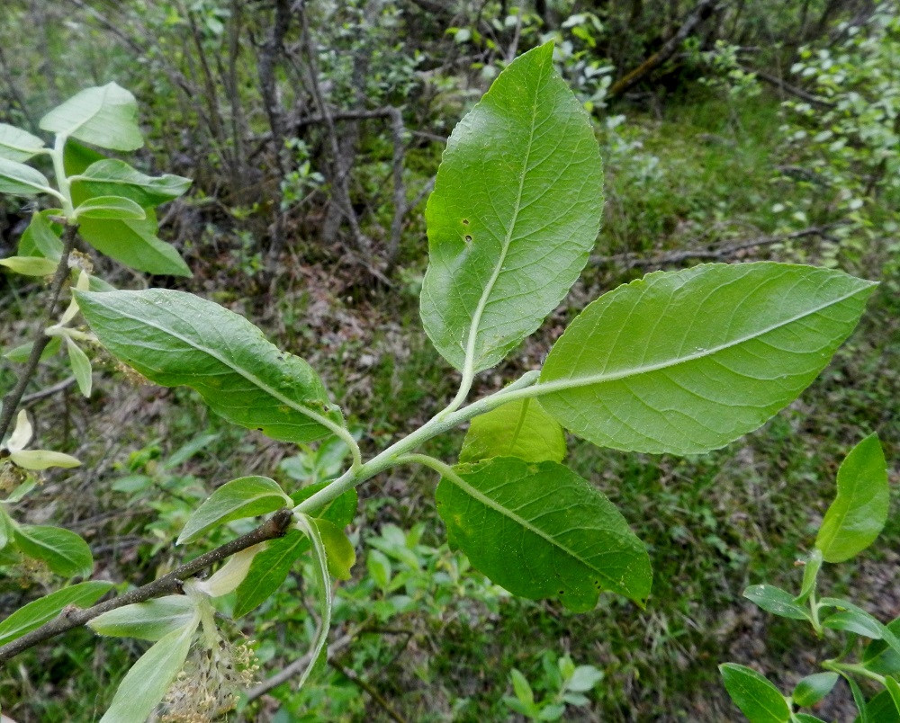 Salix myrsinifolia subsp. myrsinifolia - etelänmustuvapajun uudet vuosikasvaimet ovat hienokarvaiset ja aluksi vihertävät mutta tummuvat loppukesään mennessä edellisen vuoden vuosikasvainten kaltaisiksi. Lehtiruoti on yleensä noin 5-10 mm pitkä ja lyhytkarvainen. Lapa on alta vihreä tai sinertävänvihreä ja kaljuhko, harvakarvainen tai usein hieman koholla olevista suonistaan tiheämmin karvainen. EH, Hämeenlinna, Luolaja, Hattelmalanjärven luoteispään laaja rantaneva- ja -viita-alue Hieronvainion peltoalueen pohjoiskärjen kohdalla, lähellä Aleksis Kiven katua, luonnonsuojelualueen laita, 31.5.2012. Copyright Hannu Kämäräinen.