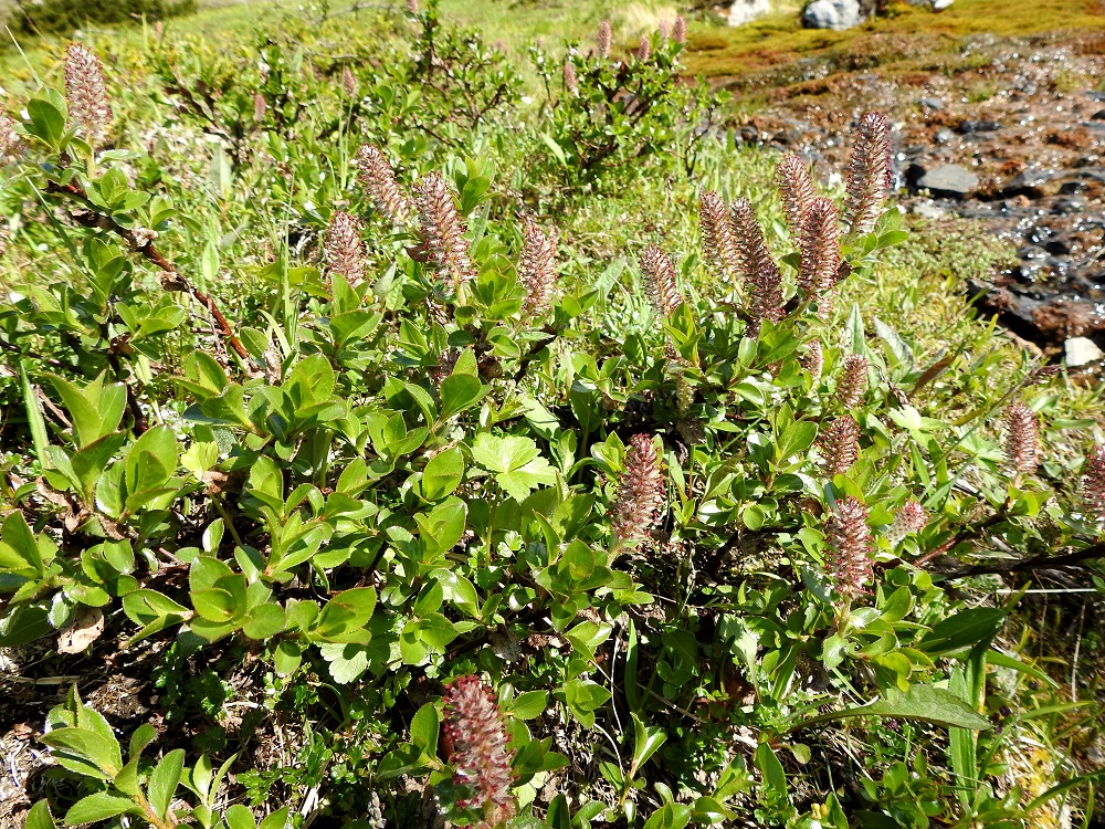 Salix myrsinites- lettopaju on Suomessa alkuperäinen. Sen esiintymisalue yltää pohjoisesta päin Oulun Pohjanmaan ja Kainuun eliömaakuntiin. Se on yleisin Inarin Lapin eliömaakunnassa, kohtuullisen yleinen etelään päin Perä-Pohjanmaan ja Koillismaan eliömaakuntiin saakka sekä harvinainen Oulun Pohjanmaan ja Kainuun eliömaakunnissa. Kasvupaikkoina ovat lähinnä letot, tihkuvesijuotit, lähteiköt, jokivarret ja tunturipajukot sekä tuntureiden valuvetiset kalliorinteet. Laji on kalkinsuosija. EnL, Enontekiö, Kilpisjärvi, Saanan kaakkoispään eteläpuolinen alarinne, karttaan merkitty lähdealue, josta laskee purouoma, 645 m mpy, 6.7.2025. Copyright Hannu Kämäräinen.