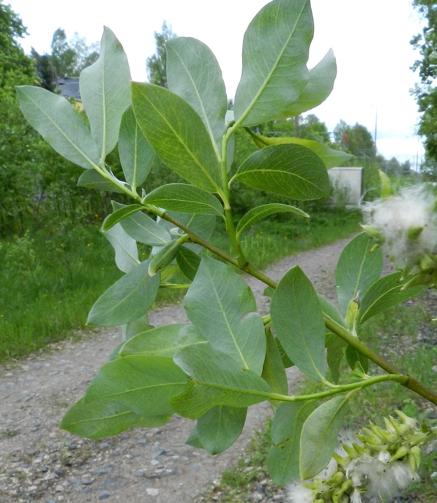 Salix phylicifolia - kiiltopajun lehtilapa on sulkasuoninen, täysikasvuisena tavallisesti noin 3-8 cm pitkä ja leveimmältä kohtaa noin 1-3 cm leveä. Suonipareja on yleensä 8-12. Lapa on alta vaalean sinivihreä ja himmeä. Lehtiruoti on yleensä noin 4-8 mm pitkä ja kalju. EH, Hämeenlinna, Keinusaari, Varikonniemi, niemen tyvialueen laitametsikkö lähellä radanvartta, 30.5.2012. Copyright Hannu Kämäräinen.