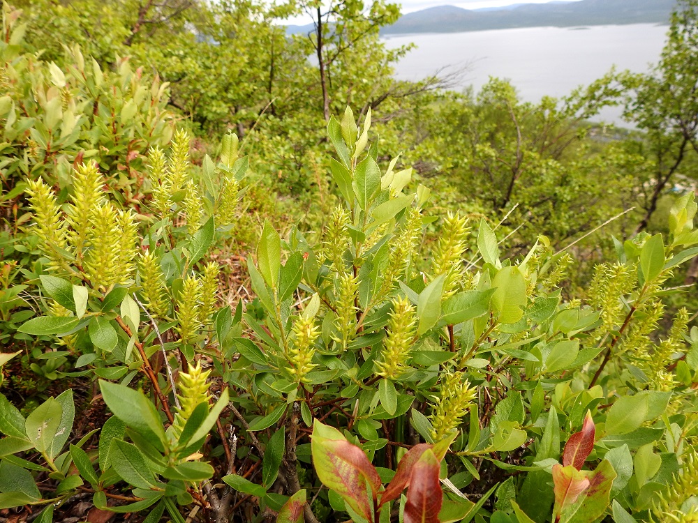 Salix hastata - kalvaspaju on Suomessa alkuperäinen. Sen esiintymisalue yltää pohjoisesta päin Oulun Pohjanmaan ja Kainuun eliömaakuntiin. Se on yleinen Enontekiön Lapin, Inarin Lapin, Kittilän Lapin ja Sompion Lapin eliömaakunnissa, kohtalainen Perä-Pohjanmaan, Koillismaan ja Oulun Pohjanmaan eliömaakunnissa sekä harvinainen Kainuun eliömaakunnassa. Kasvupaikkoina ovat lähinnä tunturipajukot ja -niityt, tulvarannat, rantasoistumat, puronvarret, lähteiköt, ojanlaiteet, letot ja lettokorvet. Idänkalvaspajun kasvualueet keskittyvät enemmän tulvamaille tai muuten vetisemmille alueille. Kuvassa on tunturikalvaspaju. EnL, Enontekiö, Kilpisjärvi, Saanan jyrkkä lounaisrinne, luoteisosa, ensimmäisen, matalan kallioseinämän yläpuolinen jyrkkä varvikkorinne tunturikoivikon ylärajan tuntumassa, retkeilykeskuksen kohdalla, nykyisin osa laajennettua luonnonsuojelualuetta, 630 m mpy, 5.7.2018. Copyright Hannu Kämäräinen.