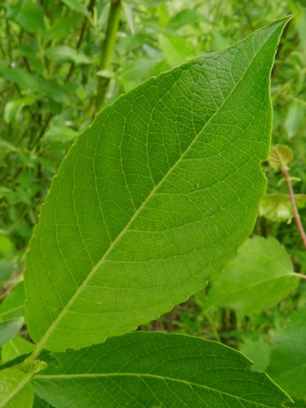 Salix myrsinifolia subsp. myrsinifolia - etelänmustuvapajun lehtilapa on pajujen tapaan sulkasuoninen, ja suonipareja on yleensä 10-17. Lapa on ehyt, lähinnä soikea, puikea tai vastapuikea ja lyhyen tai pitkäsuippuisemman teräväkärkinen sekä pyöreähkö- tai kiilatyvinen. EH, Hämeenlinna, Luolaja, Alaspään maneesin eteläpuolella oleva, ilmeisesti entinen, pusikoitunut peltoalue Aleksis Kiven kadun ja Hierontien välissä, 31.5.2012. Copyright Hannu Kämäräinen.