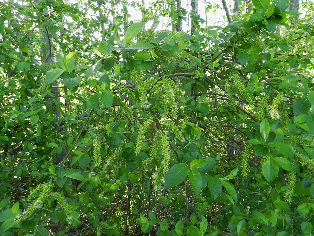 Salix myrsinifolia subsp. myrsinifolia - etelänmustuvapaju on Suomessa alkuperäinen ja esiintyy kaikissa eliömaakunnissa. Se on yleinen Uudenmaan, Etelä-Karjalan, Etelä-Hämeen, Etelä-Savon, Pohjois-Hämeen, Pohjois-Savon, Pohjois-Karjalan ja Kainuun eliömaakunnissa sekä harvinaisehko tai harvinainen muissa eliömaakunnissa. Kasvupaikkoina ovat lähinnä metsänlaiteet, rannat, korvet, ojat laiteineen, pensoittuvat niityt ja entiset pellot, viljely- ja laidunmaitten reunamat sekä tienvarret ja erilaiset linjakäytävät. EH, Hämeenlinna, Vuorentaka, Hämeen Härkätien (tie 2855) varren laaja peltoaukea, tien luoteispuolella olevan Tauru-Peltolan tilan lounaispuolinen pelto-ojan laide, 6.6.2012. Copyright Hannu Kämäräinen.