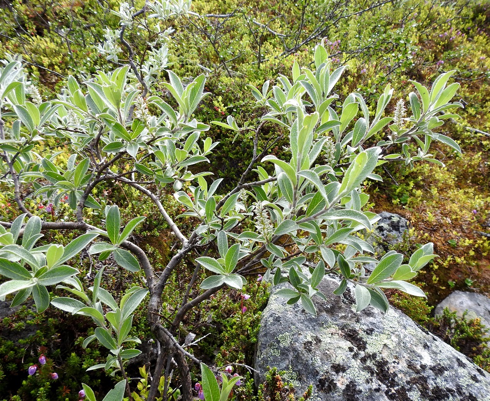 Salix glauca subsp. glauca - norotunturipaju on tavallisesti noin 0,5-2 m korkea pensas, joka on pysty-, koheneva- tai rentovartinen. Varret, päähaarat ja oksat ovat yleensä levittäytyvät ja haarajatkoisesti haarovat. EnL, Enontekiö, Kilpisjärvi, Mallan luonnonpuisto, Iso-Mallan ja Pikku-Mallan välinen, tasainen tunturikangaspaljakka, Mallalammit, Kalottireitin varressa olevan koillisimman lammen ranta, 600 m mpy, 9.7.2018. Copyright Hannu Kämäräinen.