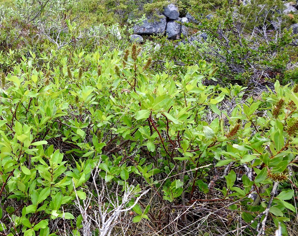 Salix hastata - kalvaspajusta esiintyy Suomessa kaksi alalajia, nimialalaji, tunturikalvaspaju, subsp. hastata (kuvassa) ja idänkalvaspaju, subsp. subintegrifolia. Tunturikalvaspaju on tavallisesti noin 0,5-1 m pitkä pensas, joka on kasvutavaltaan pysty, koheneva tai suikertava. Idänkalvaspaju on yleensä noin 1,5-2,5 m korkea ja pysty tai koheneva pensas. EnL, Enontekiö, Kilpisjärvi, Saanan jyrkkä lounaisrinne, luoteisosa, ensimmäisen, matalan kallioseinämän yläpuolinen jyrkkä varvikkorinne retkeilykeskuksen kohdalla, nykyisin osa laajennettua luonnonsuojelualuetta, 635 m mpy, 5.7.2018. Copyright Hannu Kämäräinen.