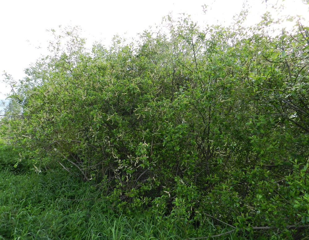 Salix myrsinifolia subsp. myrsinifolia - etelänmustuvapaju on useimmiten 2-3 m korkea ja tiheän monivartinen pensas, joka voi muodostaa laajempiakin, läpitunkemattomia pensaikkoja. EH, Hämeenlinna, Vuorentaka, Hämeen Härkätien (tie 2855) varren laaja peltoaukea, tien luoteispuolella olevan Tauru-Peltolan tilan lounaispuolinen pelto-ojan laide, 6.6.2012. Copyright Hannu Kämäräinen.