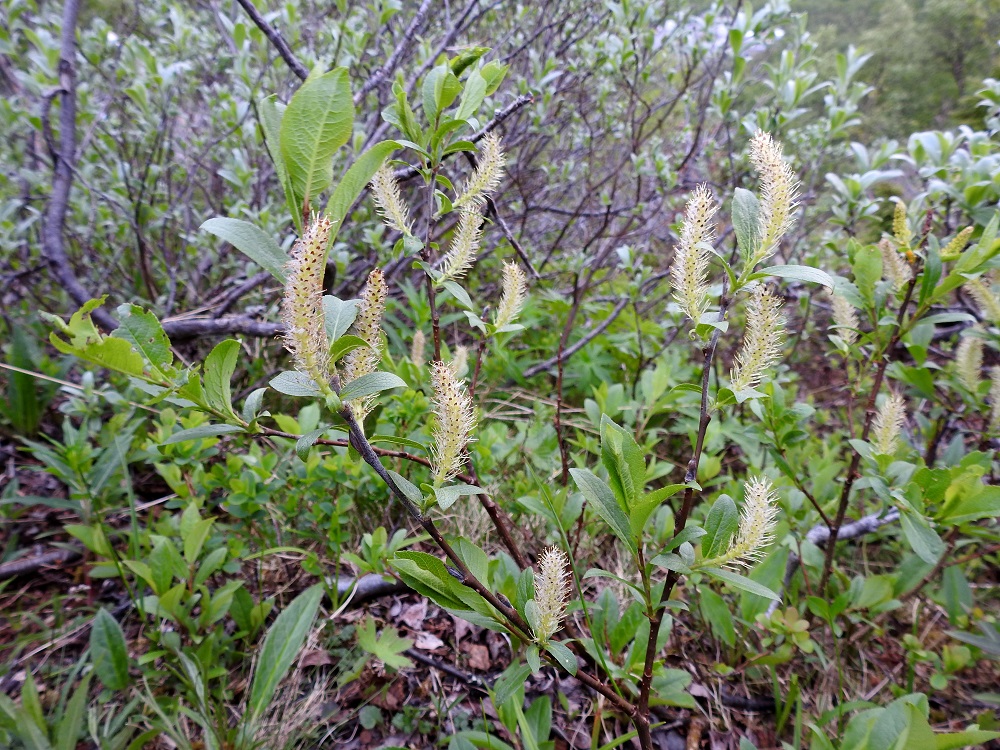 Salix myrsinites- lettopaju on tavallisesti noin 0,2-1 m korkea pensas, joka on kasvutavaltaan pysty, koheneva tai maata myöten suikertava. Se kukkii lehtien puhjetessa tai jonkin verran sen jälkeen. Lettopaju on pajujen tapaan hyönteispölytteinen ja kaksikotinen. Se kukkii kesäkuusta heinäkuun alkupuolelle. Kukinnot ovat yksineuvoisia, eli hede- ja emikukat ovat eri kukinnoissa ja yksilöissä. Kukinnot ovat kukkiessaan kapeansoikeahkoja tai lähes tasaleveitä ja pystyjä tai yläviistoja norkkoja, jotka ovat edellisen vuoden vuosikasvainten kärjessä tai sivulla kierteisesti. Vuosikasvaimet ovat punaruskeat tai tummanruskeat. EnL, Enontekiö, Kilpisjärvi, Saanan jyrkkä lounaisrinne, luoteisosa, ensimmäisen, matalan kallioseinämän yläpuolinen, jyrkkä varvikkorinne retkeilykeskuksen kohdalla, tunturikoivikon yläraja, nykyisin osa laajennettua luonnonsuojelualuetta, 620 m mpy, 5.7.2018. Copyright Hannu Kämäräinen.