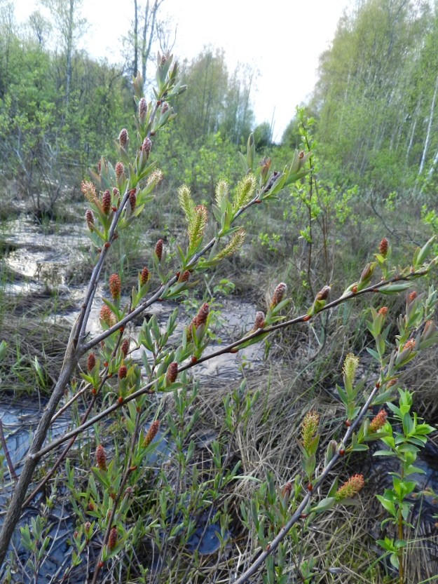 Salix myrtilloides - juolukkapaju on tavallisesti noin 0,2-0,8 m korkea, harvahkohaarainen pensas, joka on kasvutavaltaan pysty tai koheneva. Se kukkii lehtien puhjetessa. Varret, haarat ja vanhemmat oksat ovat noin 3-5 mm paksut ja harmaanruskeat tai tumman punaruskeat. Edellisen vuoden vuosikasvaimet ovat tummahkon punaruskeat. EH, Hämeenlinna, Renko, Renkajoen itäranta urheilukentän eteläpuolella, Rapalammin tasalla, vetinen rantasoistuma sähkölinjan alla, 21.5.2012. Koko kuvasarja on samalta kasvupaikalta. Copyright Hannu Kämäräinen.