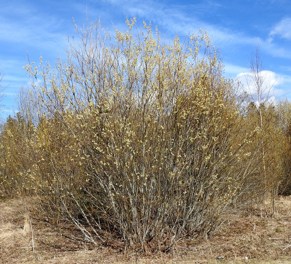 Salix phylicifolia - kiiltopaju on yleensä noin 1,5-3 m korkea, pysty ja tiheän monivartinen pensas, joka voi muodostaa laajojakin pensaikkoja. Se kukkii ennen lehtien puhkeamista huhti-toukokuussa. EH, Hämeenlinna, Loimalahti, Sampo, Sammonojantien koillispuolen pensoittunut joutomaaniitty, 26.4.2022. Copyright Hannu Kämäräinen.