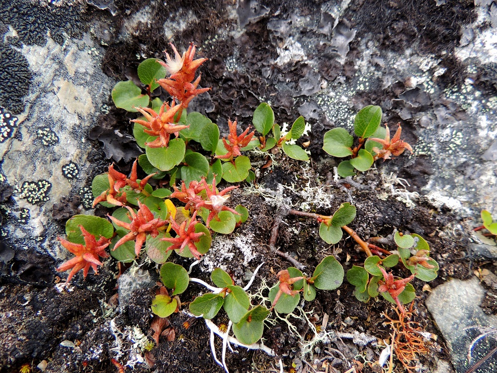 Salix polaris - napapaju on varpumainen, suikertava kääpiöpensas, jonka enintään noin 3 mm paksut, monihaaraiset, ruskeat ja kaljut sekä juurehtivat päävarret ovat enimmäkseen maanpinnan alapuolella tai sammaleen ja karikkeen joukossa näkymättömissä. Päävarsista suikertaen tai kohenevasti lähtevät maanpäälliset haarat ja vuosikasvaimet ovat vihertävänruskeat, kellanruskeat tai punaruskeat, kaljut tai harvakarvaiset ja kiiltävät sekä tavallisesti noin 1-5 cm pitkät. EnL, Enontekiö, Kilpisjärvi, Saanan pitkä ja loivahko luoteisrinne, kalliopaljakka lakialueen alapuolella, 965 m mpy, 17.7.2013. Copyright Hannu Kämäräinen.