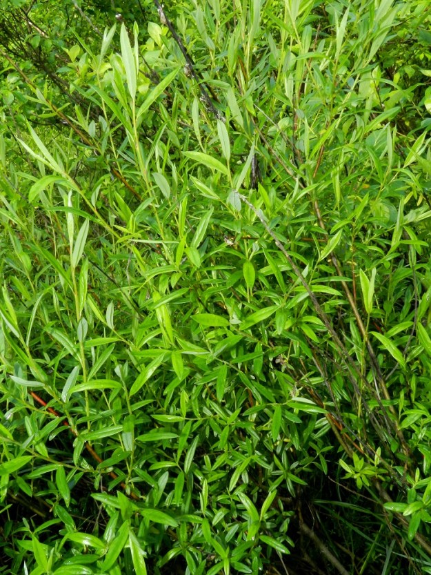 Salix repens subsp. rosmarinifolia - kaitasiropaju on tavallisesti noin 0,3-1,5 m korkea, pysty pensas. Varret, haarat ja vanhemmat oksat ovat noin 3-5 mm paksut ja harmaanvihertävät, harmaanruskeat tai ruskeat. EH, Hämeenlinna, Renko, Renkajoen itäranta urheilukentän eteläpuolella, Rapalammin tasalla, vetinen rantasoistuma sähkölinjan alla, 12.7.2012. Ellei toisin mainita, kuvat ovat tältä samalta kasvupaikalta. Copyright Hannu Kämäräinen.