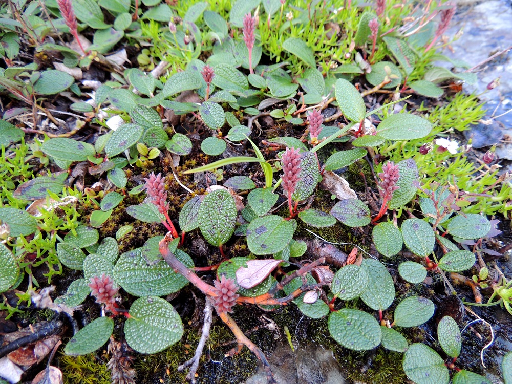 Salix reticulata - verkkolehtipaju on varpumainen, maata myöten suikertava ja juurehtiva kääpiöpensas, jonka noin 5-10 mm paksut päävarret ovat maarajassa tai osittain - kokonaan maanpinnan alapuolella tai sammaleen ja karikkeen joukossa. Ne ovat harmaan- tai punaruskeat ja näkyvät hieman kuvan oikeassa alaosassa. Kuvassa on seuralaisena tunturikohokki, Silene acaulis. EnL, Enontekiö, Kilpisjärvi, Saanan jyrkkä lounaisrinne, luoteisosa, ensimmäisen, matalan kallioseinämän yläpuolinen, jyrkkä, kallioinen paljakkarinne retkeilykeskuksen kohdalla, luonnonsuojelualue, 630 m mpy, 17.7.2013. Copyright Hannu Kämäräinen.