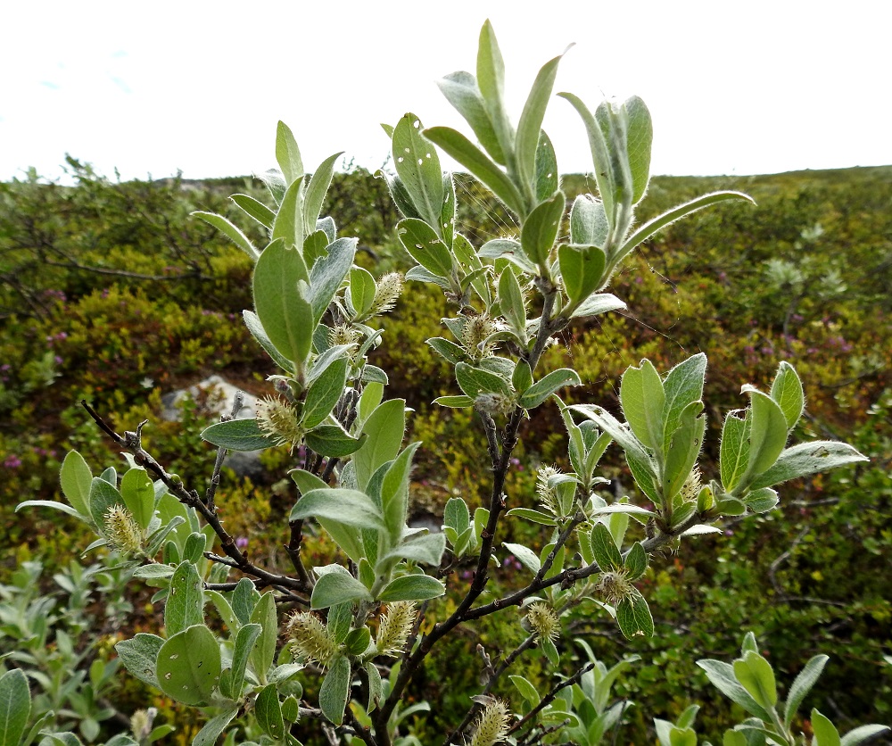 Salix glauca subsp. glauca - norotunturipaju kukkii lehtien puhjetessa tai varsinkin tunturimaastossa vasta lehtien ollessa lähes täysikasvuiset. EnL, Enontekiö, Kilpisjärvi, Mallan luonnonpuisto, Iso-Mallan ja Pikku-Mallan välinen, tasainen tunturikangaspaljakka, Mallalammit, Kalottireitin varressa olevan koillisimman lammen ranta, 600 m mpy, 9.7.2018. Copyright Hannu Kämäräinen.