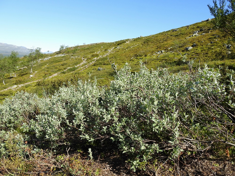 Salix glauca subsp. stipulifera - korvaketunturipaju levittäytyy usein laajaksi pensastoksi, josta on vaikea sanoa, onko se useamman lähekkäisen yksilön yhteenliittymä vai juuristonsa avulla kasvullisesti laajentunut yksi ja sama yksilö. EnL, Enontekiö, Kilpisjärvi, retkeilykeskukselta Saanan luoteisrinteelle vievän polun varsi, tunturikoivikon ylärajan yläpuolinen varvikkoalue, 610 m mpy, 5.7.2018. Copyright Hannu Kämäräinen.