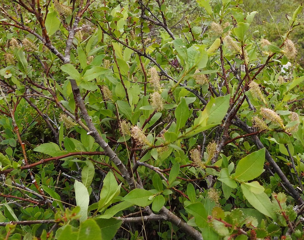 Salix hastata - kalvaspajun varret, haarat ja vanhemmat oksat ovat harmaanruskeat tai punaruskeat ja näkyvästi lehtiarpiset. Edellisen vuoden vuosikasvaimet ovat kellan- tai punaruskeat ja harvakarvaiset tai kaljut. Kuvassa on tunturikalvaspaju. EnL, Enontekiö, Kilpisjärvi, Saanan jyrkkä lounaisrinne, luoteisosa, ensimmäisen, matalan kallioseinämän yläpuolinen jyrkkä varvikkorinne retkeilykeskuksen kohdalla, nykyisin osa laajennettua luonnonsuojelualuetta, 635 m mpy, 5.7.2018. Copyright Hannu Kämäräinen.