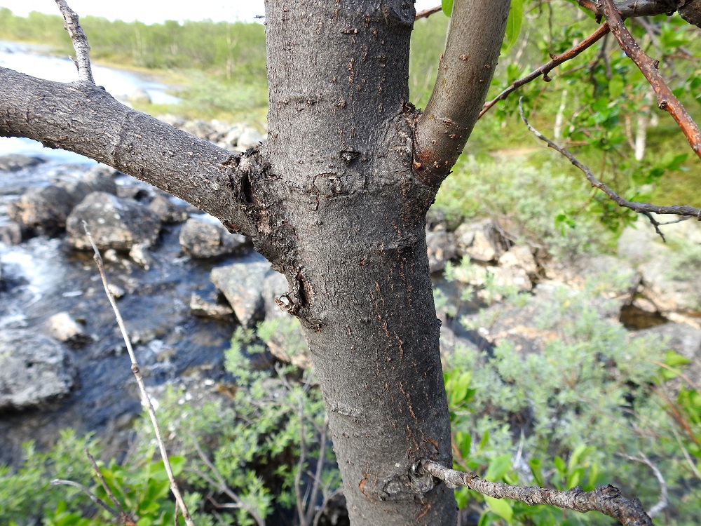 Salix myrsinifolia subsp. borealis - oudanmustuvapajun runko, haarat ja vanhemmat oksat ovat harmaat tai ruskeanharmaat. Iän myötä erityisesti puumaisten yksilöiden rungon ja päähaarojen pinta voi muuttua uurteiseksi. Puumaisen yksilön rungon läpimitta on nuoruusvaiheen jälkeen useimmiten noin 10-25 cm. EnL, Enontekiö, Kilpisjärvi, Pikku-Mallan itäpuoli, Kalottireitin varsi Siilasjärven eteläpäässä, Siilaskosken kivikko sen ylittävän sillan kohdalla, 485 m mpy, 9.7.2018. Copyright Hannu Kämäräinen.