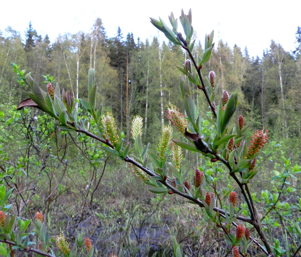 Salix myrtilloides - juolukkapaju on pajujen tapaan hyönteispölytteinen ja kaksikotinen. Se kukkii touko-kesäkuussa. Kukinnot ovat yksineuvoisia, eli hede- ja emikukat ovat eri kukinnoissa ja yksilöissä. Kukinnot ovat kukkiessaan soikeita tai kapeansoikeita ja pystyjä tai yläviistoja norkkoja, jotka ovat edellisen vuoden vuosikasvainten sivulla kierteisesti. 21.5.2012. Copyright Hannu Kämäräinen.