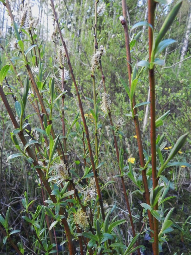 Salix repens subsp. rosmarinifolia - kaitasiropajun edellisen vuoden vuosikasvaimet ovat noin 1-2 mm paksut ja kellan-, harmaan- tai punaruskeat. 21.5.2012. Copyright Hannu Kämäräinen.