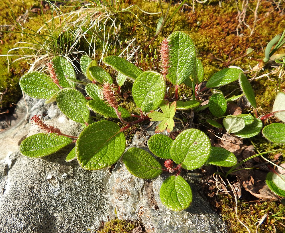 Salix reticulata - verkkolehtipajun päävarsista suikertaen tai kohenevasti lähtevät haarat ovat tavallisesti noin 5-15 cm pitkät. Pajut ovat hyönteispölytteisiä ja kaksikotisia. Verkkolehtipaju kukkii kesä-heinäkuussa. Kukinnot ovat yksineuvoisia, eli hede- ja emikukat ovat eri kukinnoissa ja yksilöissä. Kukintonorkot ovat edellisen vuoden vuosikasvainten kärjessä, ylimmän lehden hangassa. EnL, Enontekiö, Kilpisjärvi, Saanan jyrkkä lounaisrinne, luoteisosa, ensimmäisen, matalan kallioseinämän yläpuolinen, osin valu- ja tihkuvesien kostuttama avokalliojuotti retkeilykeskuksen kohdalla, nykyisin osa laajennettua luonnonsuojelualuetta, 625 m mpy, 5.7.2018. Copyright Hannu Kämäräinen.