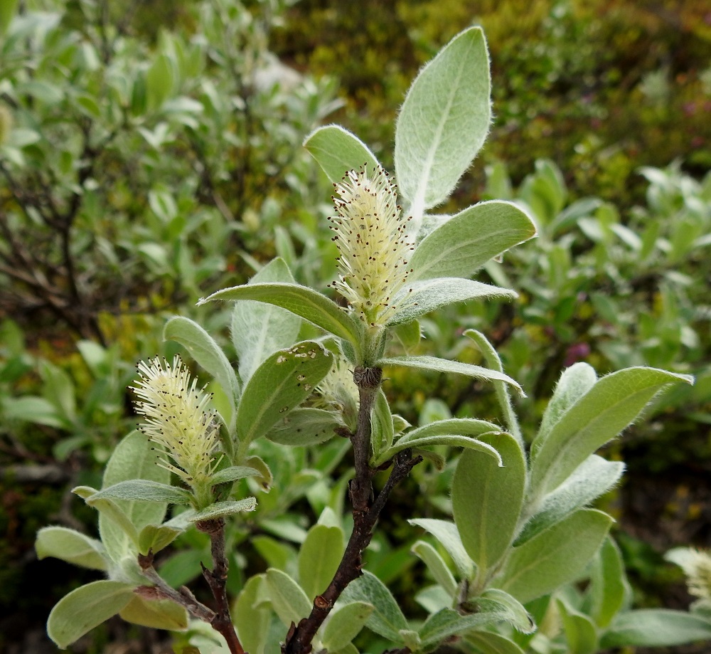 Salix glauca subsp. glauca - norotunturipaju on pajujen tapaan hyönteispölytteinen ja kaksikotinen. Se kukkii kesäkuusta heinäkuun alkupuolelle. Kukinnot ovat yksineuvoisia, eli hede- ja emikukat ovat eri kukinnoissa ja yksilöissä. Norkkoperä on iso- ja monilehtinen sekä yleensä noin 10-30 mm pitkä. Norkkoperän lehdet ovat useimmiten kapeansoikeat tai soikeat, molemmin puolin karvaiset, yleensä noin 1,5-5 cm pitkät ja noin 0,5-1,5 cm leveät. Kuvassa olevat hedenorkot ovat tavallisesti noin 15-25 mm pitkät ja heteineen noin 10-13 mm leveät. EnL, Enontekiö, Kilpisjärvi, Mallan luonnonpuisto, Iso-Mallan ja Pikku-Mallan välinen, tasainen tunturikangaspaljakka, Mallalammit, Kalottireitin varressa olevan koillisimman lammen ranta, 600 m mpy, 9.7.2018. Copyright Hannu Kämäräinen.