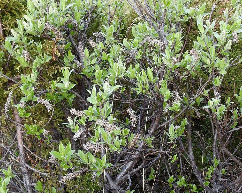 Salix glauca subsp. stipulifera - korvaketunturipajun varret, haarat ja vanhemmat oksat ovat harmaanruskeat tai ruskeat ja pinnaltaan usein epätasaiset sekä kyhmyiset. EnL, Enontekiö, Kilpisjärvi, Saanan luoteisrinteen tunturikangas ja alapaljakka, rinteen poikki kohti Saanajärveä vievän polun varsi, 615 m mpy, 4.7.2025. Copyright Hannu Kämäräinen.
