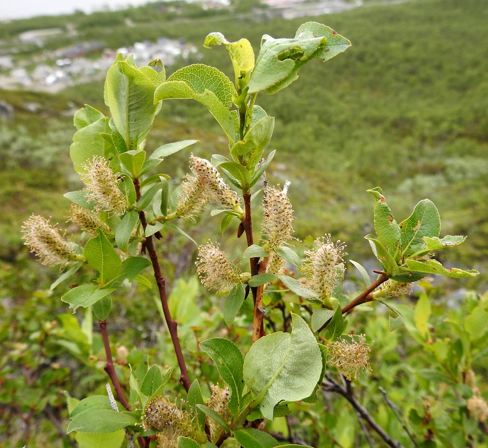 Salix hastata - kalvaspaju on hyönteispölytteinen ja kaksikotinen. Se kukkii lehtien puhjetessa tai jonkin verran sen jälkeen, ja kukinta-aika kestää toukokuun lopulta heinäkuun alkupuolelle. Kukinnot ovat yksineuvoisia, eli hede- ja emikukat ovat eri kukinnoissa ja yksilöissä. Kukinnot ovat kukkiessaan kapeansoikeahkoja tai lähes tasaleveitä ja pystyjä tai yläviistoja norkkoja, jotka ovat edellisen vuoden vuosikasvainten sivulla kierteisesti. Kuvassa olevalla tunturikalvaspajulla vuosikasvaimet ovat lehtiarpien alapuolelta selvästi turvonneet, kun ne idänkalvaspajulla ovat tuskin ollenkaan tai vain vähän turvonneet. EnL, Enontekiö, Kilpisjärvi, Saanan jyrkkä lounaisrinne, luoteisosa, ensimmäisen, matalan kallioseinämän yläpuolinen jyrkkä varvikkorinne retkeilykeskuksen kohdalla, nykyisin osa laajennettua luonnonsuojelualuetta, 635 m mpy, 5.7.2018. Copyright Hannu Kämäräinen.