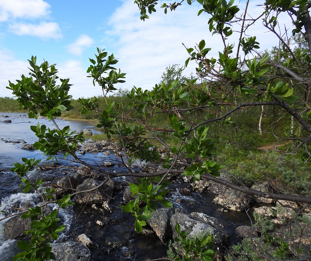 Salix myrsinifolia subsp. borealis - oudanmustuvapajun päähaarat ovat yleensä vankat ja edelleen haarajatkoisesti haarovat. Ne ovat haarojensa kanssa enimmäkseen yläviistot tai sivulle levittäytyvät. EnL, Enontekiö, Kilpisjärvi, Pikku-Mallan itäpuoli, Kalottireitin varsi Siilasjärven eteläpäässä, Siilaskosken kivikko sen ylittävän sillan kohdalla, 485 m mpy, 9.7.2018. Copyright Hannu Kämäräinen.