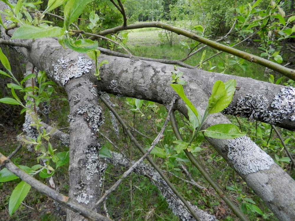 Salix myrsinifolia subsp. myrsinifolia - etelänmustuvapajun puumaisen yksilön runko ja päähaarat ovat yleensä harmaat. Iän myötä kuori voi muuttua myös uurteiseksi. Puumaisen yksilön rungon läpimitta on nuoruusvaiheen jälkeen useimmiten noin 10-25 cm. Kuvassa oleva, kaatunut yksilö on säilyttänyt yhteytensä juuristoon ja pajujen tapaan tuottaa yhä uusia oksaversoja. EH, Hämeenlinna, Luolaja, Hattelmalanjärven luoteispään laaja rantaneva- ja -viita-alue Hieronvainion peltoalueen pohjoiskärjen kohdalla, lähellä Aleksis Kiven katua, luonnonsuojelualueen laita, 31.5.2012. Copyright Hannu Kämäräinen.