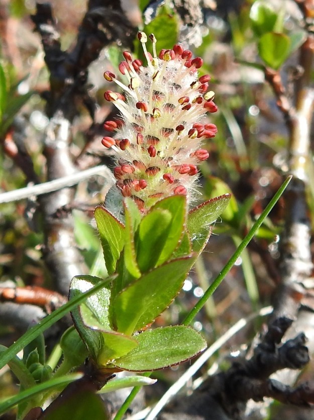 Salix myrsinites- lettopajun hedenorkoista osa aloitteli vasta kukintaansa heinäkuun alkupuolella kylmän alkukesän vuoksi. Heteiden pyöreät tai pitkänpyöreät ponnet ovat aluksi punaiset. Norkkosuomut ovat kauttaaltaan pitkän hapsikarvaiset. EnL, Enontekiö, Kilpisjärvi, Saanan kaakkoispään eteläpuolinen alarinne, karttaan merkitty lähdealue, josta laskee purouoma, 645 m mpy, 6.7.2025. Copyright Hannu Kämäräinen.