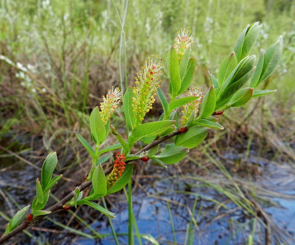 Salix myrtilloides - juolukkapajun norkkoperä on kalju tai kaljuhko, noin 4-7-lehtinen ja kukintavaiheessa pituudeltaan yleensä noin 10-15 mm. Norkkoperän lehdet ovat muiden lehtien kaltaiset ja kukintavaiheessa yleensä noin 5-10 mm pitkät ja noin 2-5 mm leveät. Silmut ovat lähinnä kapean munamaiset, kiiltävät ja kaljut. Silmusuomu on yhdiskasvuinen, huppumainen, punaruskea ja noin 1,5-2 mm pitkä. 21.5.2012. Copyright Hannu Kämäräinen.