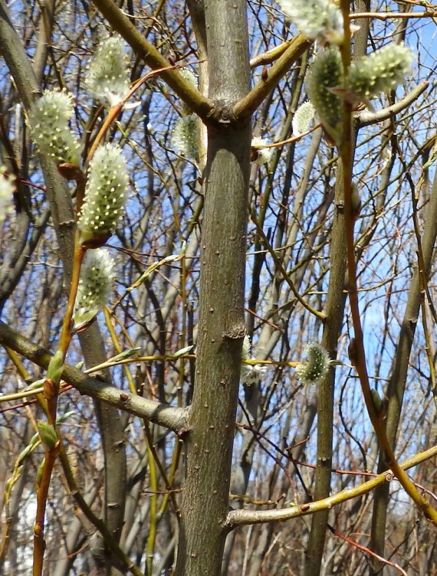 Salix phylicifolia - kiiltopajun varret ja päähaarat ovat tanakat, sileähköt, vihertävänharmaat tai -ruskeahkot. EH, Hämeenlinna, Loimalahti, Sampo, Sammonojantien koillispuolen pensoittunut joutomaaniitty, 26.4.2022. Copyright Hannu Kämäräinen.