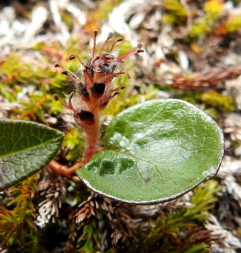 Salix polaris - napapajun hede- ja emikukat ovat kehättömät, mesinystyiset ja sijaitsevat norkkosuomujen hangassa. Heteitä on kaksi. Palhot ovat punasävyiset tai toisinaan lähes valkoiset, kaljut ja noin 2,5-3,5 mm pitkät. Norkkosuomut ovat lähinnä vastapuikeat, tylppäkärkiset, puna- tai tummanruskeat ja usein kärkiosastaan lähes mustat, kuten kuvassa sekä erityisesti laidoiltaan tiheähkösti vaalean pitkäkarvaiset ja noin 1-2 mm pitkät sekä noin 0,7-1,2 mm leveät. EnL, Enontekiö, Kilpisjärvi, Saanan jyrkkä, kallioinen ja kivikkoinen koillisrinne Saanajärven luoteisosan kohdalla, 735 m mpy, 6.7.2018. Copyright Hannu Kämäräinen.