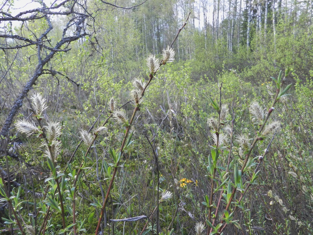 Salix repens subsp. rosmarinifolia - kaitasiropaju kukkii toukokuussa noin lehtien puhjetessa tai hieman aikaisemmin. Se on hyönteispölytteinen ja kaksikotinen. Kukinnot ovat edellisen vuoden vuosikasvainten sivulla kierteisesti. 21.5.2012. Copyright Hannu Kämäräinen.
