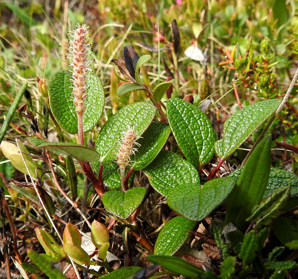 Salix reticulata - verkkolehtipajun kukintonorkot ovat kukkiessaan lähes tasaleveitä ja pystyjä. Hedenorkot ovat tavallisesti noin 10-20 mm pitkät ja heteineen noin 6-10 mm leveät. EnL, Enontekiö, Kilpisjärvi, Saanan pitkä ja loivahko luoteisrinne, lounaislaita lähellä pahtaseinämää, tunturikankaan paljakkarinne, 720 m mpy, 5.7.2018. Copyright Hannu Kämäräinen.