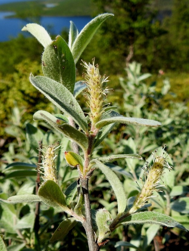Salix glauca subsp. stipulifera - korvaketunturipaju on pajujen tapaan hyönteispölytteinen ja kaksikotinen. Se kukkii kesäkuusta heinäkuun alkupuolelle. Kukinnot ovat yksineuvoisia, eli hede- ja emikukat ovat eri kukinnoissa ja yksilöissä. Norkkoperä on iso- ja monilehtinen sekä yleensä noin 10-30 mm pitkä. Norkkoperän lehdet ovat useimmiten kapean vastapuikeat tai kapeansoikeat, molemmin puolin tiheäkarvaiset, yleensä noin 1,5-5 cm pitkät ja noin 0,5-1,5 cm leveät. Kuvassa olevat hedenorkot ovat tavallisesti noin 15-25 mm pitkät ja heteineen noin 10-13 mm leveät. EnL, Enontekiö, Kilpisjärvi, retkeilykeskukselta Saanan luoteisrinteelle vievän polun varsi, tunturikoivikon ylärajan yläpuolinen varvikkoalue, 610 m mpy, 5.7.2018. Copyright Hannu Kämäräinen.