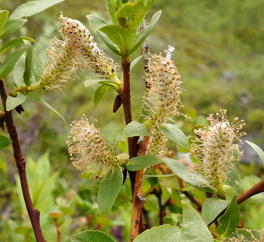 Salix hastata - kalvaspajun hedenorkot ovat tavallisesti noin 15-35 mm pitkät ja heteineen noin 10-13 mm leveät. Norkkoperä on kukintavaiheessa yleensä noin 5-20 mm pitkä, ja siinä on noin kahdesta viiteen lehteä. Norkkoperän lehdet ovat muiden lehtien kaltaiset mutta lähes tai aivan ehytlaitaiset, keskimäärin pienemmät, yleensä noin 5-20 mm pitkät ja noin 3-10 mm leveät. EnL, Enontekiö, Kilpisjärvi, Saanan jyrkkä lounaisrinne, luoteisosa, ensimmäisen, matalan kallioseinämän yläpuolinen jyrkkä varvikkorinne retkeilykeskuksen kohdalla, nykyisin osa laajennettua luonnonsuojelualuetta, 635 m mpy, 5.7.2018. Copyright Hannu Kämäräinen.
