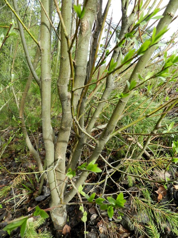 Salix myrsinifolia subsp. myrsinifolia - etelänmustuvapajun pensasmaisten yksilöiden runko, haarat ja vanhemmat oksat ovat yleensä vihertävänharmaat. EH, Hämeenlinna, Majalahti, metsänlaide Louhoksentien varressa, maanläjitysalueen kohdalla, 12.5.2012. Copyright Hannu Kämäräinen.