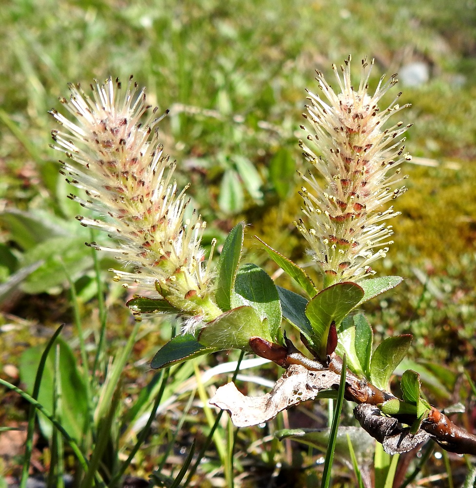 Salix myrsinites- lettopajun hede- ja emikukat ovat kehättömät, mesinystyiset ja sijaitsevat norkkosuomujen hangassa. Heteitä on kaksi. Palhot ovat valkoiset, vaaleankellertävät tai punertavat, kaljut ja noin 3-5 mm pitkät. Silmusuomut ovat yhdiskasvuiset, huppumaiset, punaruskeat ja noin 1-4 mm pitkät. Kuivuneet edellisen vuoden lehdet jäävät suurelta osin pensaisiin talven yli, ja niitä on oksissa harvakseen vielä seuraavan kesän lehtimiskaudella. EnL, Enontekiö, Kilpisjärvi, Saanan kaakkoispään eteläpuolinen alarinne, karttaan merkitty lähdealue, josta laskee purouoma, 645 m mpy, 6.7.2025. Copyright Hannu Kämäräinen.