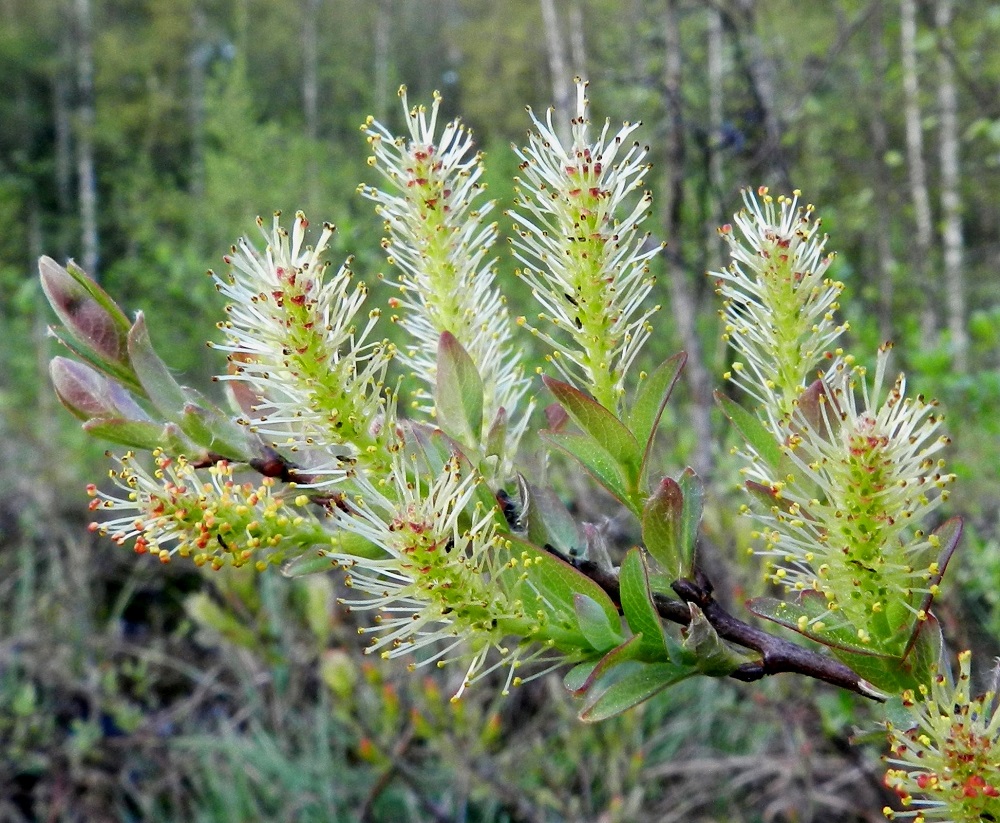 Salix myrtilloides - juolukkapajun hedenorkot ovat tavallisesti noin 10-15 mm pitkät ja heteineen noin 4-6 mm leveät. Norkkoranka on kalju tai harvakarvainen. Lehdissä on niiden puhjetessa ja kehittyessä enemmän tai vähemmän sinipunaisia vyöhykkeitä. 21.5.2012. Copyright Hannu Kämäräinen.