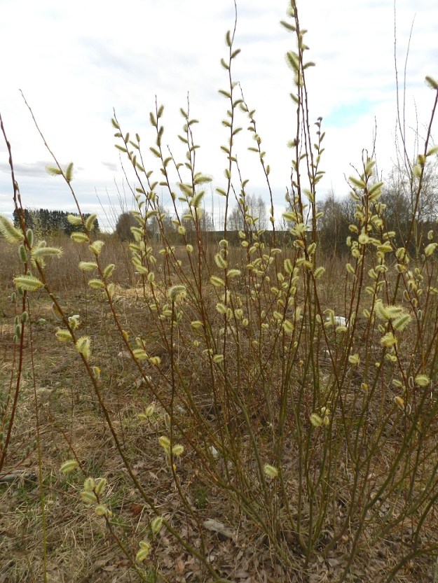 Salix phylicifolia - kiiltopajun varret ovat edelleen haarajatkoisesti haarovat. Vuosikasvaimet ovat tavallisesti pitkät, suorat ja hoikat. Nuoret oksat ja vuosikasvaimet ovat useimmiten kellan- tai punaruskeat. Kukinnot ovat edellisen vuoden vuosikasvaimissa kierteisesti. Kiiltopaju on muiden pajujen tapaan hyönteispölytteinen ja kaksikotinen. Kukinnot ovat yksineuvoisia, eli hede- ja emikukat ovat eri kukinnoissa ja yksilöissä. EH, Hämeenlinna, Luolaja, Hattelmalanjärven luoteispään pitkän rantaneva- ja rämekaistan pohjoispuolinen, pensoittunut joutomaaniitty, 30.4.2012. Copyright Hannu Kämäräinen.