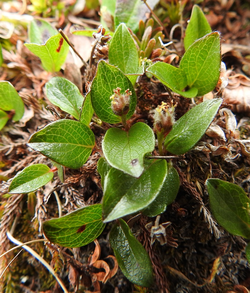 Salix polaris - napapajun eminorkot ovat kukkiessaan useimmiten noin 5-10 mm pitkät ja noin 5-7 mm leveät. Emin vartalo ja luotit voivat aluksi olla keltaiset mutta muuttuvat pian punasävyisiksi. EnL, Enontekiö, Kilpisjärvi, Saanan jyrkkä, kallioinen ja kivikkoinen koillisrinne Saanajärven luoteisosan kohdalla, 735 m mpy, 6.7.2018. Copyright Hannu Kämäräinen.