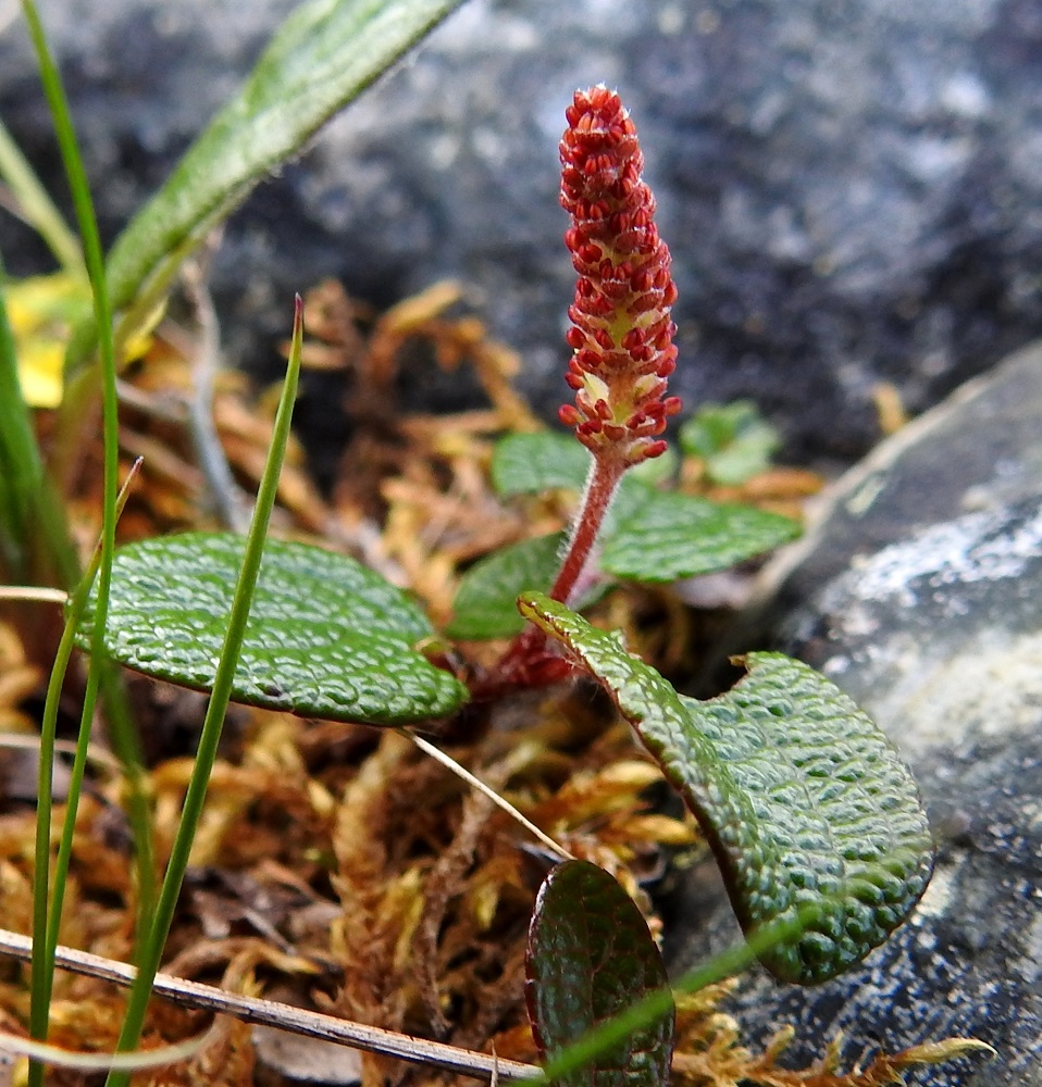 Salix reticulata - verkkolehtipajun heteiden palhot ja pyöreät ponnet ovat aluksi punaiset. EnL, Enontekiö, Kilpisjärvi, Saanan pitkä ja loivahko luoteisrinne, lounaislaita lähellä pahtaseinämää, tunturikankaan paljakkarinne, 720 m mpy, 5.7.2018. Copyright Hannu Kämäräinen.