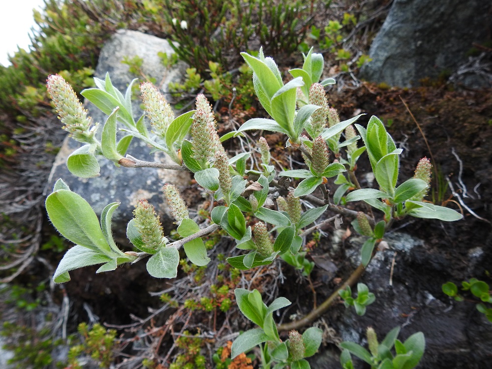 Salix glauca subsp. glauca - norotunturipajun kukintonorkot ovat edellisen vuoden vuosikasvainten kärjessä tai sivulla kierteisesti. Vuosikasvaimet ovat ruskeat tai tumman punaruskeat, paksuhkot ja kukintavaiheessa karvaiset. Kuvassa olevat eminorkot ovat kukkiessaan useimmiten noin 20-30 mm pitkät ja noin 10 mm leveät. EnL, Enontekiö, Kilpisjärvi, Saanan pitkä ja loivahko luoteisrinne, lounaislaita n. 130 m pahtaseinämästä, tunturikankaan kallioinen paljakkarinne, 750 m mpy, 5.7.2018. Copyright Hannu Kämäräinen.