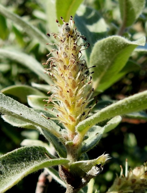Salix glauca subsp. stipulifera - korvaketunturipajun norkkojen hede- ja emikukat ovat kehättömät, mesinystyiset ja sijaitsevat norkkosuomujen hangassa. Hedenorkkojen kukissa on kaksi hedettä. Niiden palhot ovat valkoiset, tyviosastaan pitkän kiharakarvaiset ja noin 5-6 mm pitkät. Soikeahkot ponnet ovat aluksi punaiset ja myöhemmin ruskeat. Norkkosuomut ovat lähinnä puikeahkot tai pitkulaiset, pyöreä-, suippo- tai tylppäkärkiset, ainakin kärjestään ruskeat ja pitkän hapsikarvaiset. Norkkoperien lehdet ovat korvakkeelliset. EnL, Enontekiö, Kilpisjärvi, retkeilykeskukselta Saanan luoteisrinteelle vievän polun varsi, tunturikoivikon ylärajan yläpuolinen varvikkoalue, 610 m mpy, 5.7.2018. Copyright Hannu Kämäräinen.