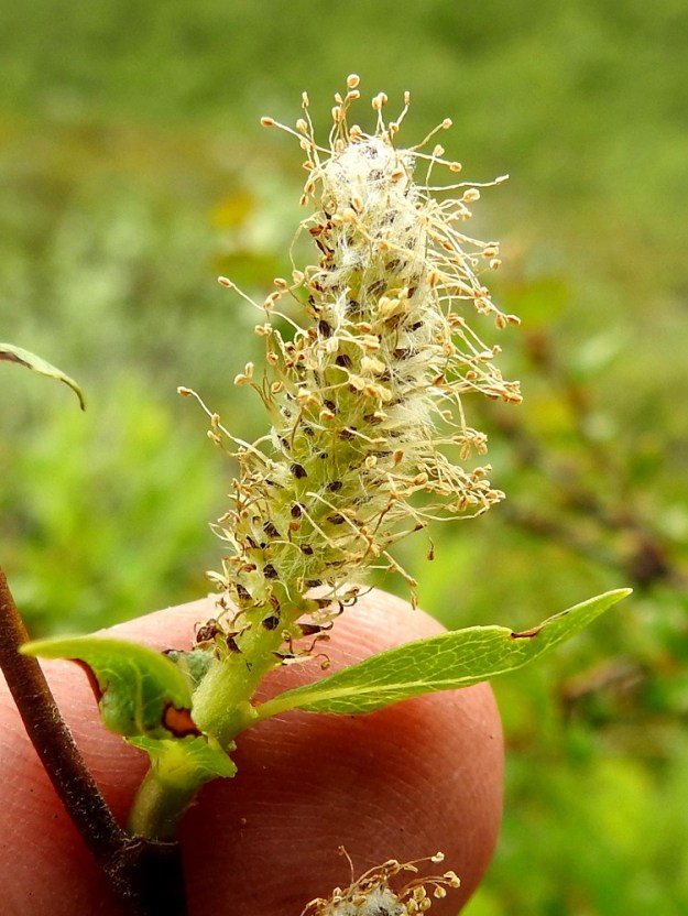 Salix hastata - kalvaspajun hede- ja emikukat ovat kehättömät, mesinystyiset ja sijaitsevat norkkosuomujen hangassa. Heteitä on kaksi. Palhot ovat valkoiset, kaljut ja noin 4-5 mm pitkät. Soikeat ponnet ovat keltaiset ja lopulta ruskeat. Norkkosuomut ovat lähinnä kapean vastapuikeat tai kielimäiset, suippo- tai tylpähkökärkiset, tyveltään vihertävät tai vaaleanruskeat ja kärkiosastaan yleensä tummanruskeat tai melkein mustat ja pitkäkarvaiset. Villamaiset karvat ovat valkoiset ja noin 1-2 mm pitkät. Norkkosuomut ovat noin 1-1,8 mm pitkät ja noin 0,5-1 mm leveät. Norkkoperä ja -ranka ovat karvaiset. Myös norkkoperän lehdet ovat pikkuruisen korvakkeelliset. EnL, Enontekiö, Kilpisjärvi, Saanan jyrkkä lounaisrinne, luoteisosa, ensimmäisen, matalan kallioseinämän yläpuolinen jyrkkä varvikkorinne retkeilykeskuksen kohdalla, nykyisin osa laajennettua luonnonsuojelualuetta, 635 m mpy, 5.7.2018. Copyright Hannu Kämäräinen.