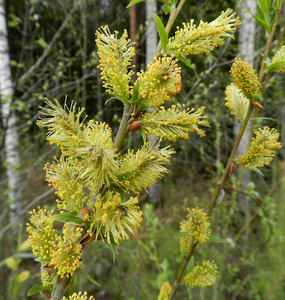 Salix myrsinifolia subsp. myrsinifolia - etelänmustuvapaju on hyönteispölytteinen ja kaksikotinen. Se kukkii touko-kesäkuussa, Etelä-Suomessa selvästi toukokuun puolella ja Pohjois-Suomessa yleensä kesäkuun puolella. Kukinnot ovat yksineuvoisia, eli hede- ja emikukat ovat eri kukinnoissa ja yksilöissä. Silmusuomu on yhdiskasvuinen, huppumainen ja punaruskea. Lehtisilmuja suojaava suomu on noin 2-3 mm pitkä ja kuvassakin näkyvä norkkoja suojaava suomu noin 3,5-5 mm pitkä. EH, Hämeenlinna, Majalahti, metsänlaide Louhoksentien varressa, maanläjitysalueen kohdalla, 12.5.2012. Copyright Hannu Kämäräinen.