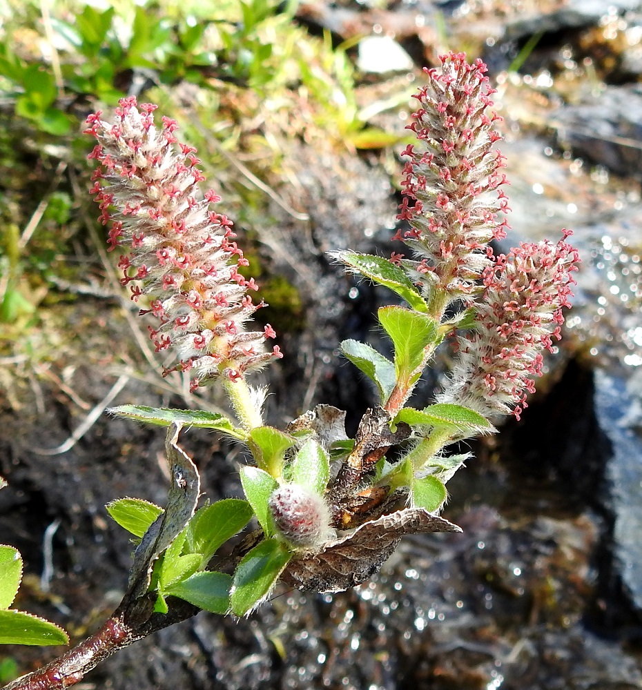 Salix myrsinites- lettopajun eminorkot ovat kukkiessaan useimmiten noin 15-30 mm pitkät ja noin 8-10 mm leveät. Norkkoperä ja -ranka ovat harvakseen - tiheästi karvaiset tai harvoin kaljut. EnL, Enontekiö, Kilpisjärvi, Saanan kaakkoispään eteläpuolinen alarinne, karttaan merkitty lähdealue, josta laskee purouoma, 645 m mpy, 6.7.2025. Copyright Hannu Kämäräinen.