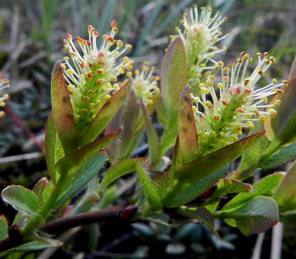 Salix myrtilloides - juolukkapajun hede- ja emikukat ovat kehättömät, mesinystyiset ja sijaitsevat norkkosuomujen hangassa. Heteitä on kaksi. Palhot ovat valkoiset, kaljut ja noin 3-3,5 mm pitkät. Pyöreät ponnet ovat aluksi punaiset, myöhemmin keltaiset ja lopulta ruskeat. Norkkosuomut ovat lähinnä kapeamman tai leveämmän vastapuikeat, tylpähkökärkiset, vaihtelevasti ja etenkin reunoistaan karvaiset. Niiden väri muuntelee vihreästä kellertävään, punaiseen ja ruskehtavaan. Pituutta niillä on noin 1-1,7 mm ja leveyttä noin 0,7-1 mm. 21.5.2012. Copyright Hannu Kämäräinen.