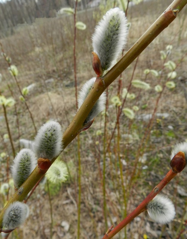 Salix phylicifolia - kiiltopajun oksat ja vuosikasvaimet ovat kiiltävät ja kaljut. Kukintonorkkojen silmusuomut ovat yhdiskasvuiset, huppumaiset ja kellan-, puna- tai tummanruskeat sekä noin 5-7 mm pitkät. Norkot ovat ennen kukintaa tiiviin valkokarvaisia ja pitkulaisia pallukoita, perinteisiä pääsiäisen seudun pajunkissoja, joiden koristamia oksia kerätään suuret määrät maljakoihin ja virpomavitsoihin. EH, Hämeenlinna, Luolaja, Hattelmalanjärven luoteispään pitkän rantaneva- ja rämekaistan pohjoispuolinen, pensoittunut joutomaaniitty, 30.4.2012. Copyright Hannu Kämäräinen.