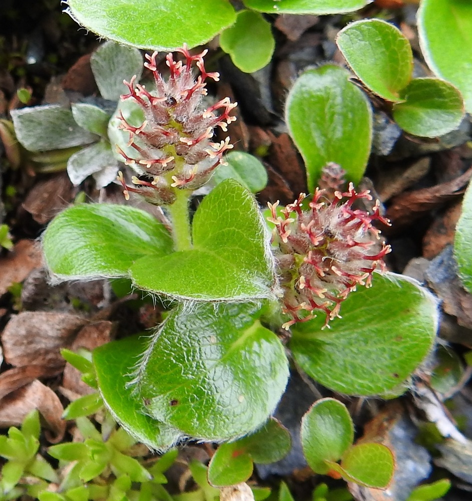 Salix polaris - napapajun emikukan sikiäin on lähes perätön, noin 2-2,5 mm pitkä, alaosastaan pullea ja kärkeä kohti suippeneva sekä tiheästi harmaakarvainen. Sen kärjessä on noin 0,8-1,5 mm pitkä emin vartalo ja kaksi luottia, jotka ovat noin 0,2-0,5 mm pitkät ja kärkiosastaan selvästi kaksijakoiset. Lehdet ovat puhjetessaan usein laidoiltaan vaihtelevan hapsikarvaiset sekä aika nopeasti kaljuuntuvat. EnL, Enontekiö, Kilpisjärvi, Saanan jyrkkä, kallioinen ja kivikkoinen koillisrinne pahtaseinämän tyvellä, Saanajärven luoteisosan kohdalla, 800 m mpy, 6.7.2018. Copyright Hannu Kämäräinen.