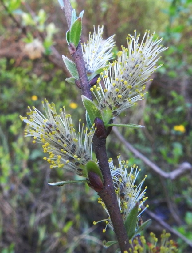 Salix repens subsp. rosmarinifolia - kaitasiropajun hede- ja emikukat ovat kehättömät, mesinystyiset ja sijaitsevat norkkosuomujen hangassa. Heteitä on kaksi. Palhot ovat valkoiset, kaljut tai tyveltään lyhyt- ja harvakarvaiset sekä noin 3-5 mm pitkät. Pyöreähköt ponnet ovat aluksi keltaiset ja lopulta ruskeat. Silmut ovat lähinnä munamaiset - sukkulamaiset ja ensimmäisenä vuotena yleensä karvaiset sekä toisena vuotena kaljuuntuvat. Silmusuomu on yhdiskasvuinen, huppumainen, punaruskea ja noin 2-4 mm pitkä. 21.5.2012. Copyright Hannu Kämäräinen.